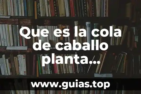 Brusca planta medicinal que es 5 Que es la cola de caballo planta medicinal