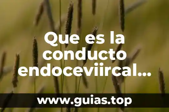 Que es un sistema nervioso muscular 4 Que es la conducto endoceviircal en el sistema reproductor femenino