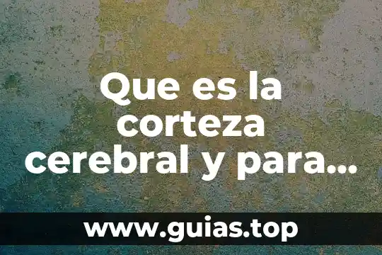 Que es la masa del tejido cerebral 3 Que es la corteza cerebral y para que sirve