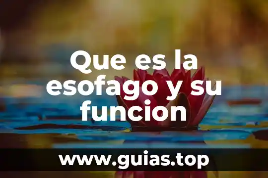 Que es una planta de ornato 3 Que es la esofago y su funcion