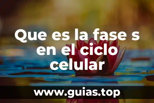 Que es global version en un celular 8 Que es la fase s en el ciclo celular