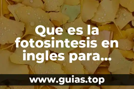 Que es la fotosintesis que necesita la planta para realizarla 4 Que es la fotosintesis en ingles para niños