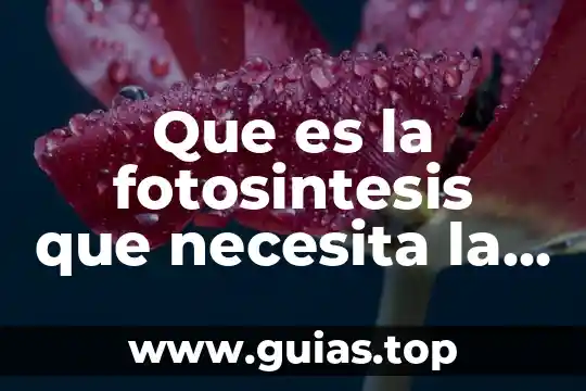 Que es fotosintesis y para que sirve 4 Que es la fotosintesis que necesita la planta para realizarla