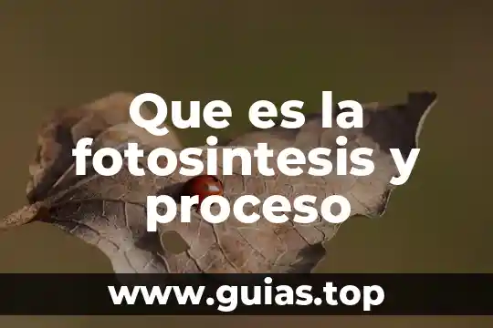 Que es la fotosintesis que necesita la planta para realizarla 3 Que es la fotosintesis y proceso