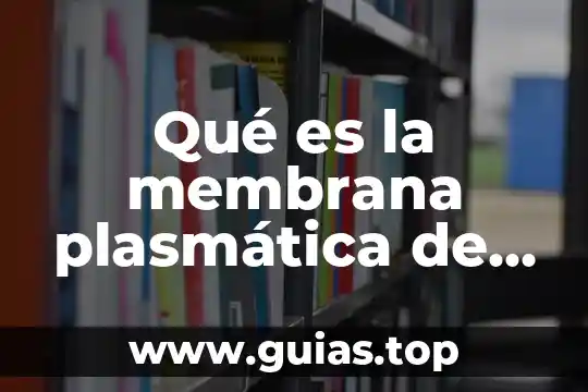 Que es una membrana tilacoidal definicion 3 Qué es la membrana plasmática de células eucariotas