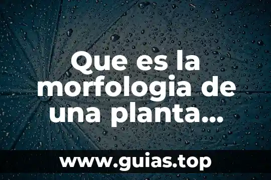 Qué es una cuenta corriente bancaria en chile 6 Que es la morfologia de una planta chile jalapeño