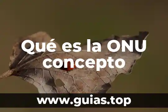 Que es sexapil concepto 5 Qué es la ONU concepto