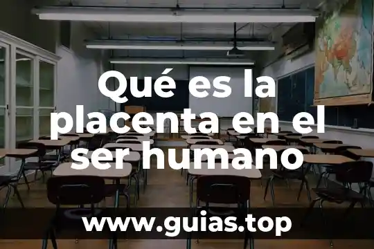 Que es ser genial 7 Qué es la placenta en el ser humano
