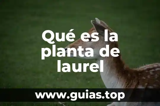 Qué es un planta generadora de electricidad 4 Qué es la planta de laurel