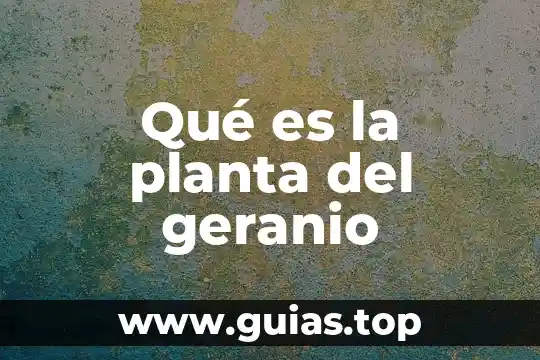 Planta muicle para que es 7 Qué es la planta del geranio