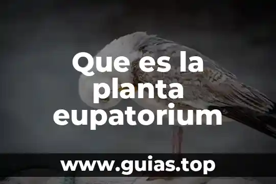 Que es una planta elodea 3 Que es la planta eupatorium