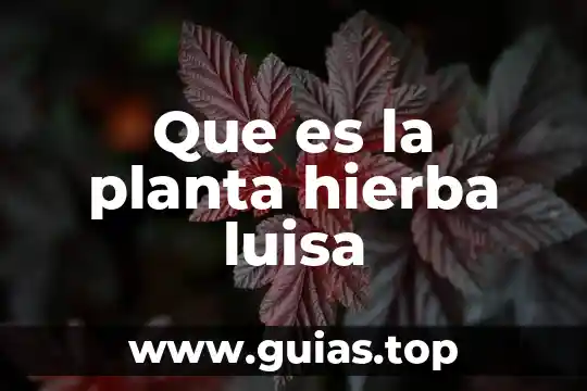 Que es un embrion en una planta 8 Que es la planta hierba luisa