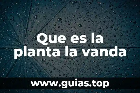 Que es una palma planta 3 Que es la planta la vanda