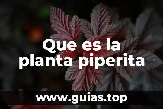Que es una planta elodea 6 Que es la planta piperita