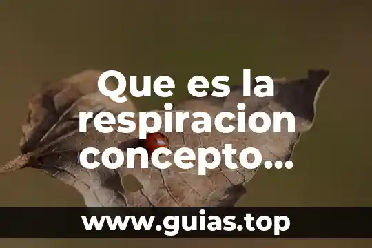 Que es recurso historico contable 5 Que es la respiracion concepto historico
