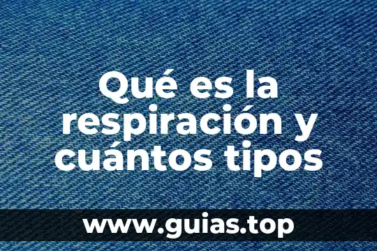 Tipos de vista que es 7 Qué es la respiración y cuántos tipos
