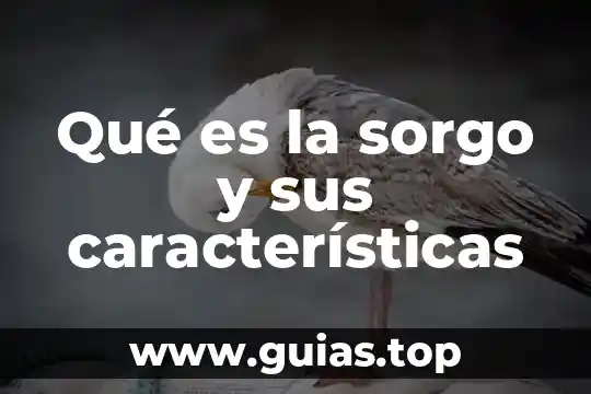 Que es un texto argumento artigacutivo y sus caracteristicas 6 Qu茅 es la sorgo y sus caracter铆sticas