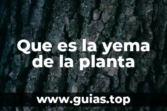 Planta muicle para que es 8 Que es la yema de la planta