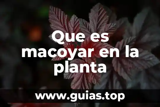 Planta muicle para que es 3 Que es macoyar en la planta
