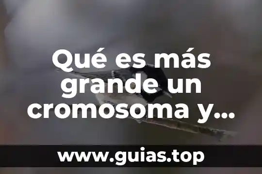 ¿Qué es un gen y qué es un genoma? 5 Qué es más grande un cromosoma y un gen