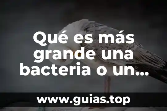 Qué es más grande una bacteria o un átomo