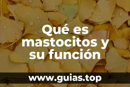 Que es una funcion y como se simboliza 3 Qué es mastocitos y su función