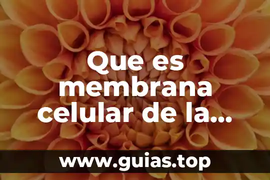 Que es una membrana tilacoidal definicion 5 Que es membrana celular de la celula procariota