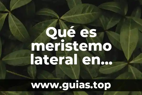 Qué es meristemo lateral en términos biológicos