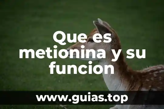 Que es una funcion y como se simboliza 4 Que es metionina y su funcion