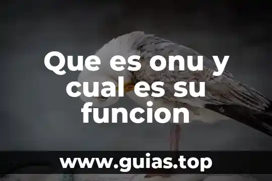 Que es prevencion animal segun la onu 8 Que es onu y cual es su funcion