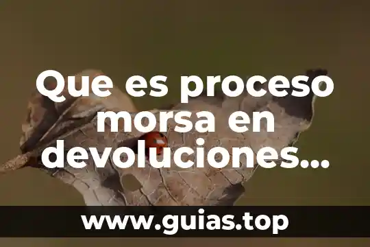 Que es el formato 32 sat 2019 3 Que es proceso morsa en devoluciones sat