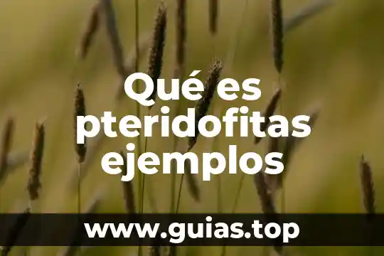 Que es underground ejemplos 4 Qué es pteridofitas ejemplos