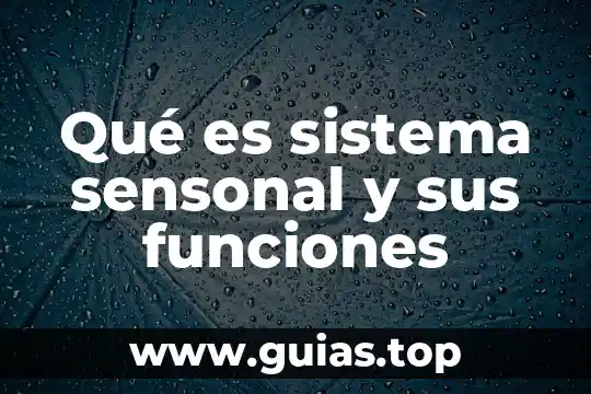 Que es un sistema de descanso 8 Qué es sistema sensonal y sus funciones