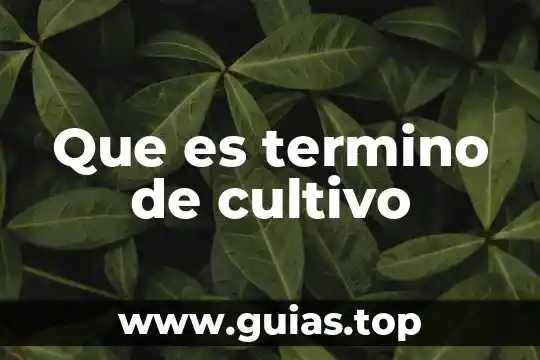 Qué es término anglosajón de marketing 4 Que es termino de cultivo