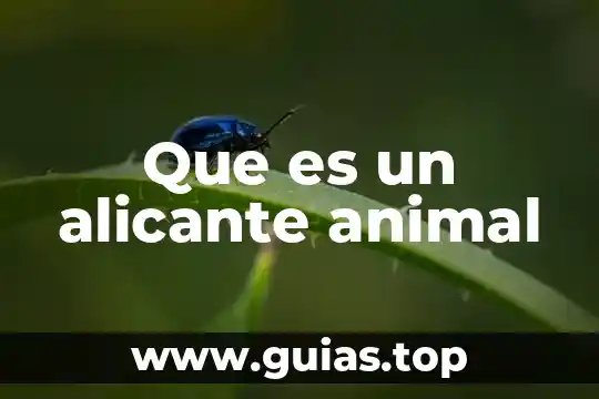 Que es inteligencia animal 4 Que es un alicante animal