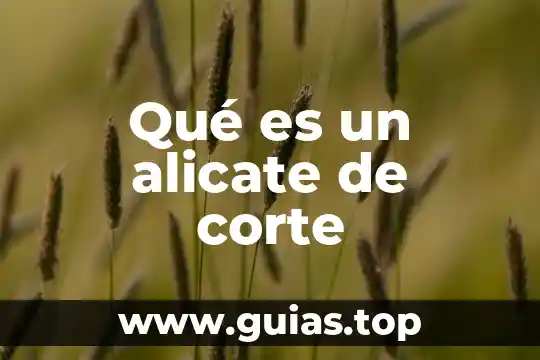 Que es de belleza corte de pelo 5 Qué es un alicate de corte