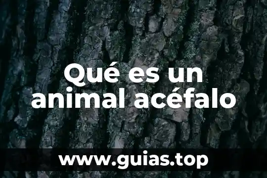 Que es una habitat animal 8 Qué es un animal acéfalo