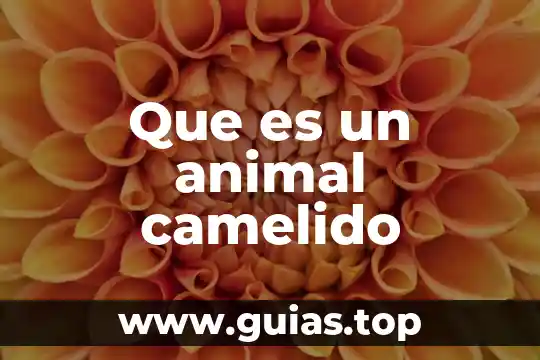 Que es animal de ornamento 4 Que es un animal camelido