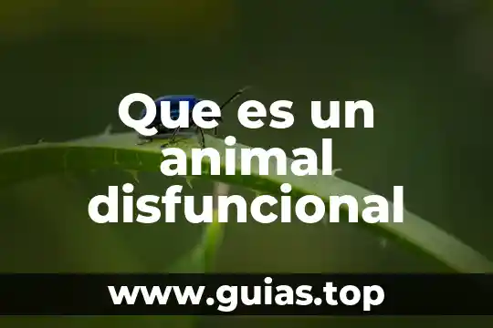 Que es animal de ornamento 6 Que es un animal disfuncional