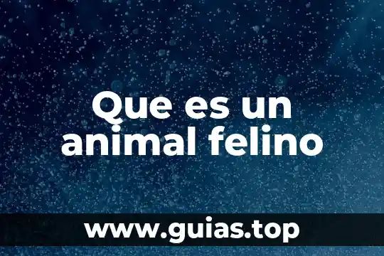Que es un animal raptor 3 Que es un animal felino