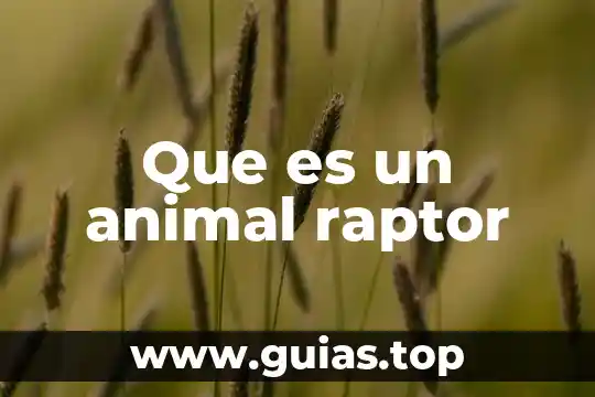 Que es un animal felino 8 Que es un animal raptor