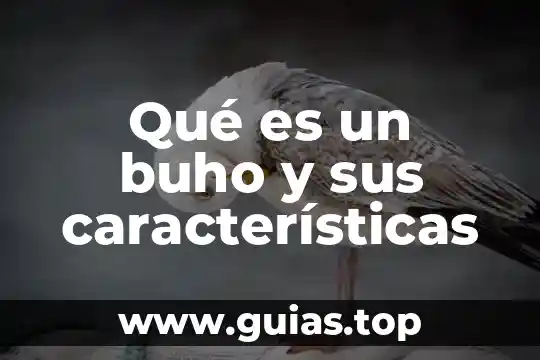 Que es caviar politica 6 Qué es un buho y sus características