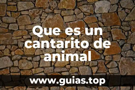 Que es el maltrato y abandono animal 4 Que es un cantarito de animal