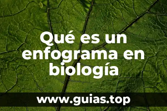 Qué es el signo del sol naciente 6 Qué es un enfograma en biología
