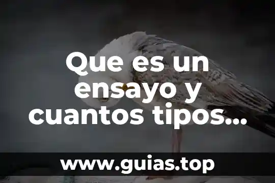 Que es el sistema nervioso y cuantos tipos hay 3 Que es un ensayo y cuantos tipos de ensayo hay