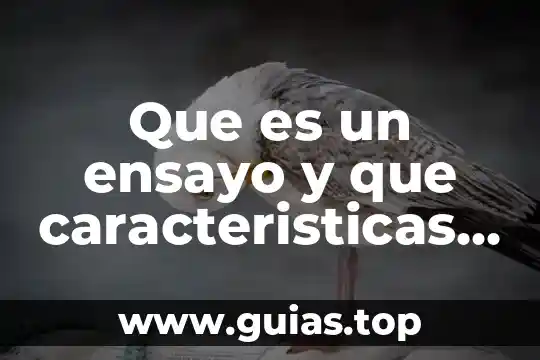 Que es el pensamiento segun la filosofia 7 Que es un ensayo y que caracteristicas tiene