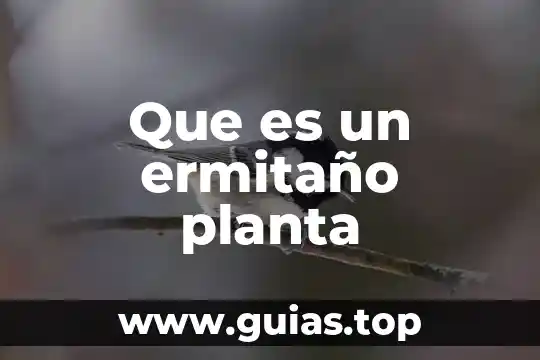 Que es la planta la vanda 8 Que es un ermitaño planta
