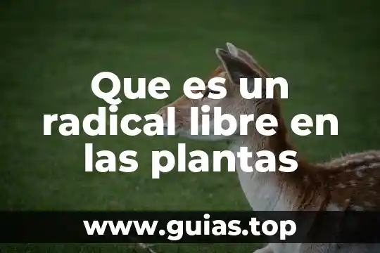 Que es la realidad primaria radical y fundamental 4 Que es un radical libre en las plantas