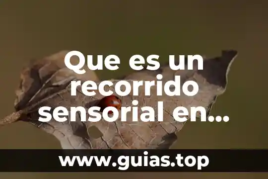 Que es conciencia social definicion 5 Que es un recorrido sensorial en trabajo social