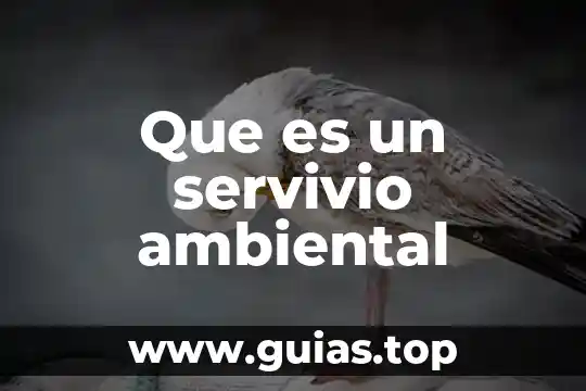 Que es la lejislacion ambiental 6 Que es un servivio ambiental
